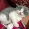 - Cats | @Its_ArTina 🐾 28