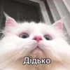 cAts 26