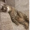 cAts 27