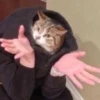 cAts 28