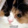 cAts 29
