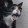 cAts 30