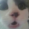 Котики (@i_Love_Akame) 29