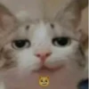 Cats :: @fStikBot 5