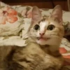 Cats :: @fStikBot 6