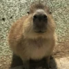 капибары от @capybaraloveAM 5