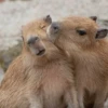 капибары от @capybaraloveAM 6