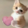 ♡cute cats♡ @meowstickersi 6