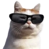 cats 5