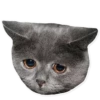 cats 6