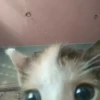 Cats :: @fStikBot 7