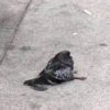 Broken animals 5