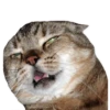 cats 7
