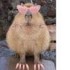 Capybara @MyselfMeandIo 5