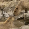 капибары от @capybaraloveAM 8
