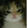 Cats :: @fStikBot 9
