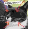 БЛЯДЬ КТО ЭТО И СЕМЬЯ ЮНИКО @holiwix 7