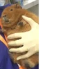 Capybara @MyselfMeandIo 6