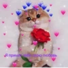 Cute Cats @anime4_arts 5