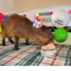 Capybara @MyselfMeandIo 7