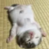 ♡cute cats♡ @meowstickersi 10