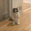 Cats 🌚 :: @fStikBot 6