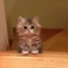 Cats 🌚 :: @fStikBot 7