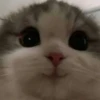 Cats 🌚 :: @fStikBot 8