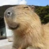 капибары от @capybaraloveAM 9