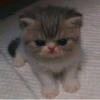 Cats 🌚 :: @fStikBot 9