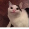 Cats 🌚 :: @fStikBot 10
