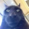 Cats :: @fStikBot 12