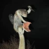 Broken animals 9