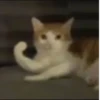 Cats 🌚 :: @fStikBot 11