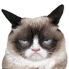 cats 8