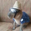 Capybara @MyselfMeandIo 11