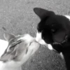 ♡cute cats♡ @meowstickersi 11