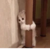 Cats 🌚 :: @fStikBot 12