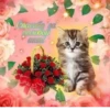 Cute Cats @anime4_arts 10