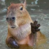 капибары от @capybaraloveAM 10