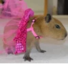Capybara @MyselfMeandIo 12