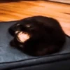 Broken animals 12