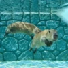 Capybara @MyselfMeandIo 13