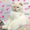 Cute Cats @anime4_arts 11