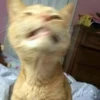 Cats :: @fStikBot 15