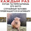 капибары от @capybaraloveAM 11