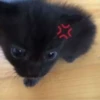 ♡cute cats♡ @meowstickersi 12
