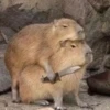 Capybara @MyselfMeandIo 14