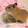 Capybara @MyselfMeandIo 15