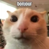 Cats :: @fStikBot 16